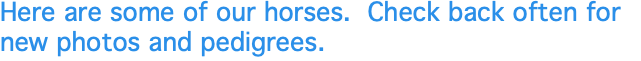 Here are some of our horses. Check back often for new photos and pedigrees.